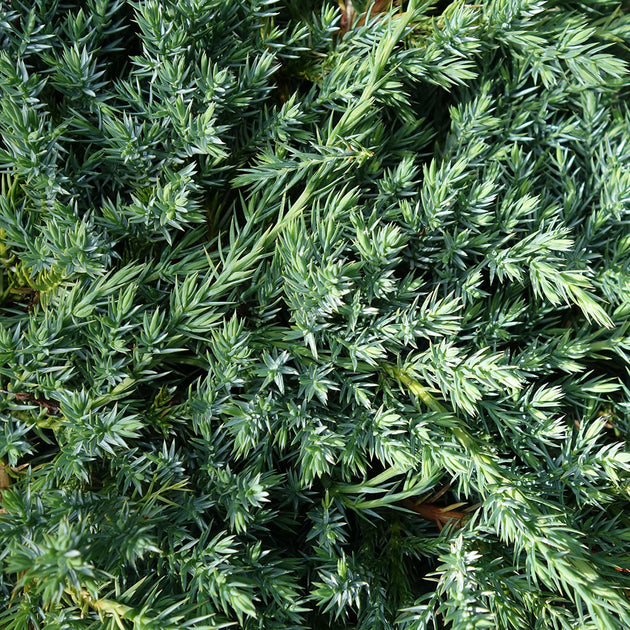Juniperus blue carpet