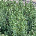 Bush, 30-40cm, 7.5L pot