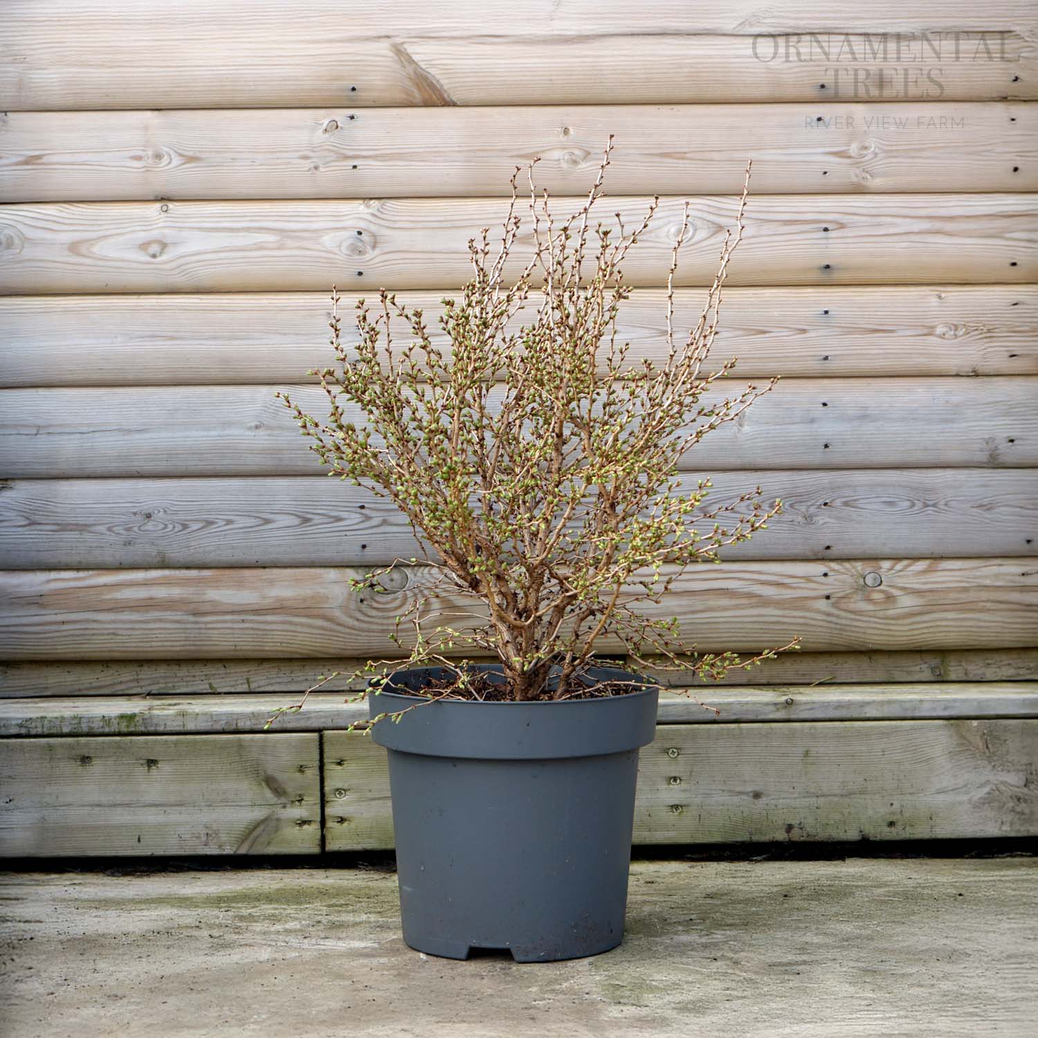 Prunus incisa Kojo-no-mai | Small Fuji Cherry Tree | Ornamental Trees
