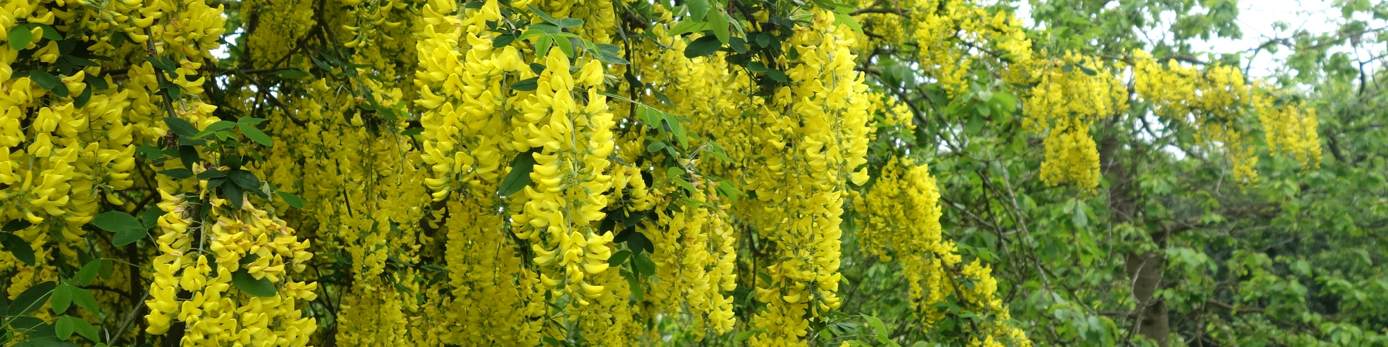 Laburnum golden flowers