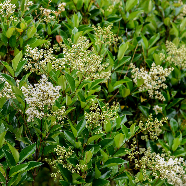 Ligastrum japonicum flowers