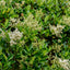 Ligastrum japonicum flowers