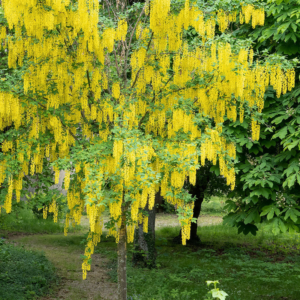 Laburnum x watereri 'Vossii' Voss's tree in flower