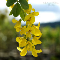 Laburnum 'Yellow Rocket' flowers