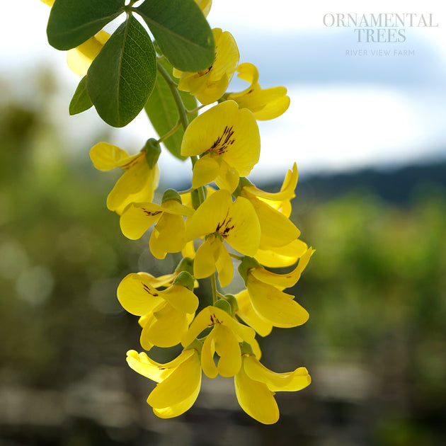 Laburnum 'Yellow Rocket' flowers
