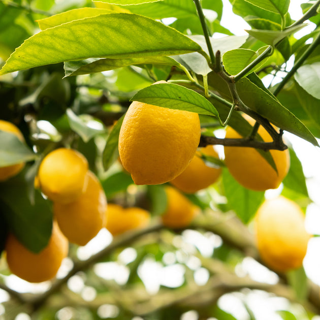 Lemon citrus tree