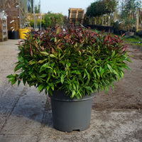 Leucothoe 'Zeblid' bush in pot