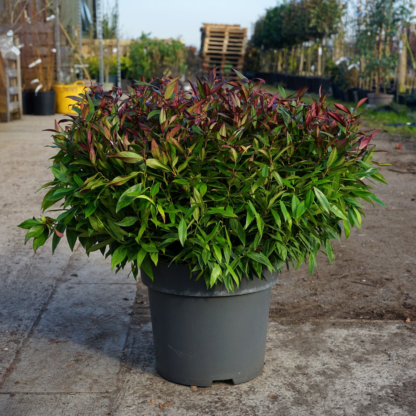 Leucothoe 'Zeblid' bush in pot