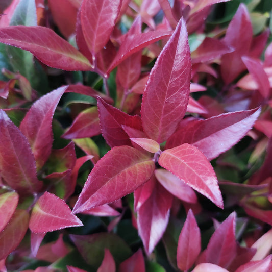 Leucothoe 'Zeblid' Switch Ivy