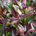 Bush, 40-60cm, 12L pot