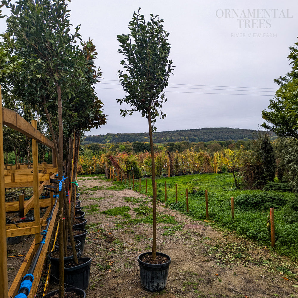 Lingastrum Japonicum Mature Tree