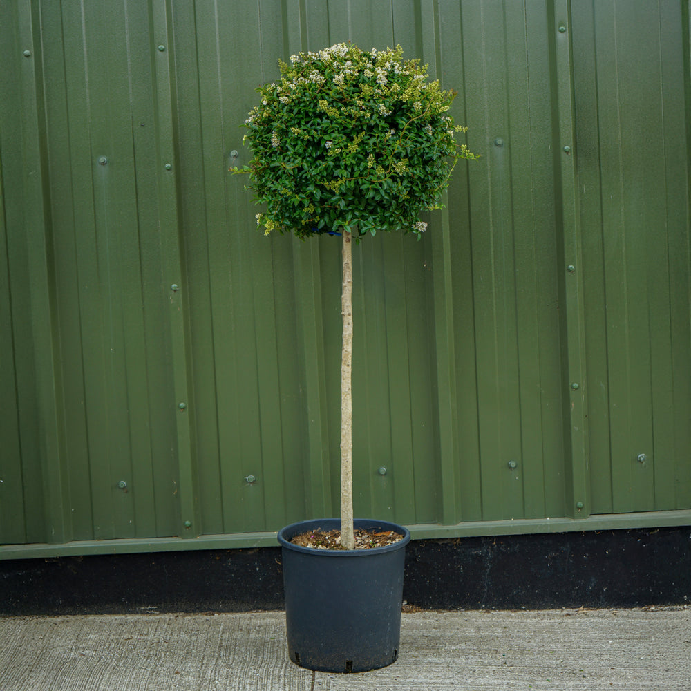 Ligustrum Japonicum half-standard lollipop