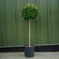 Ligustrum Japonicum half-standard lollipop