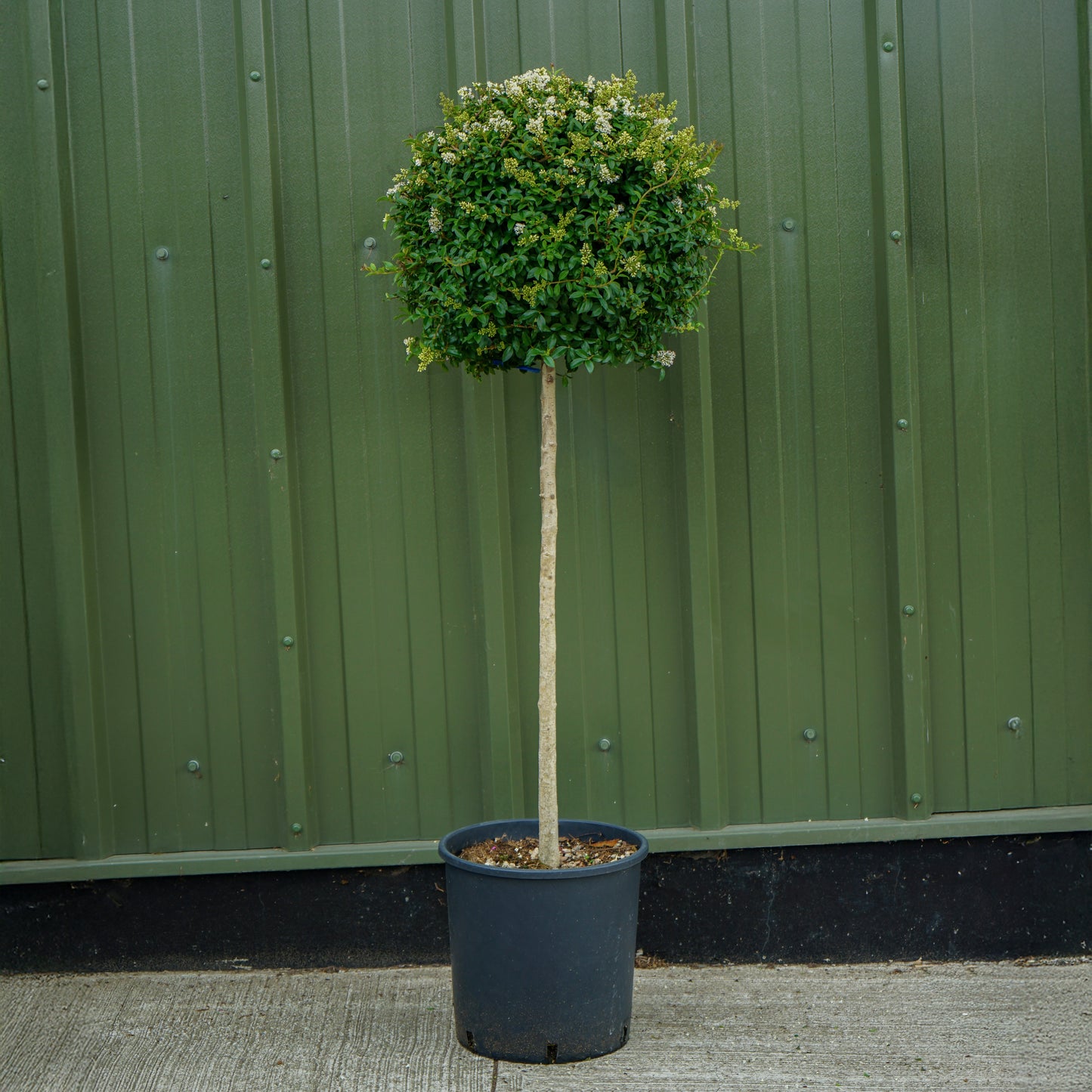 Ligustrum Japonicum half-standard lollipop