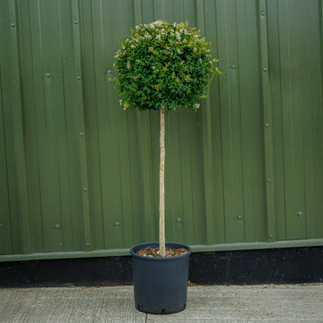 Ligustrum Japonicum half-standard lollipop