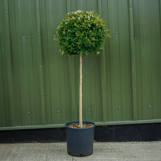 Ligustrum Japonicum half-standard lollipop