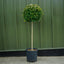 Ligustrum Japonicum half-standard lollipop