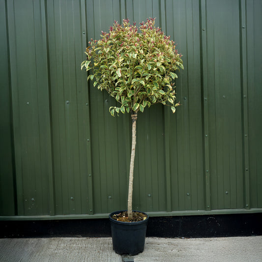 Ligustrum japonicum 'Excelsum Superbum'
