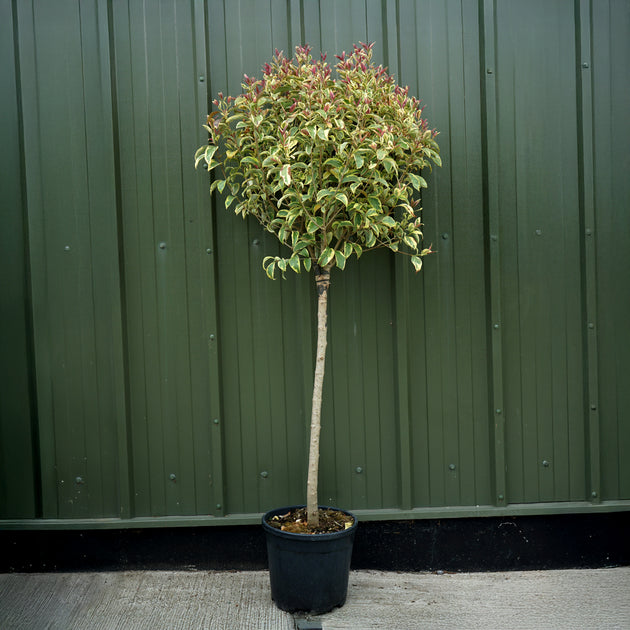 Ligustrum japonicum 'Excelsum Superbum'