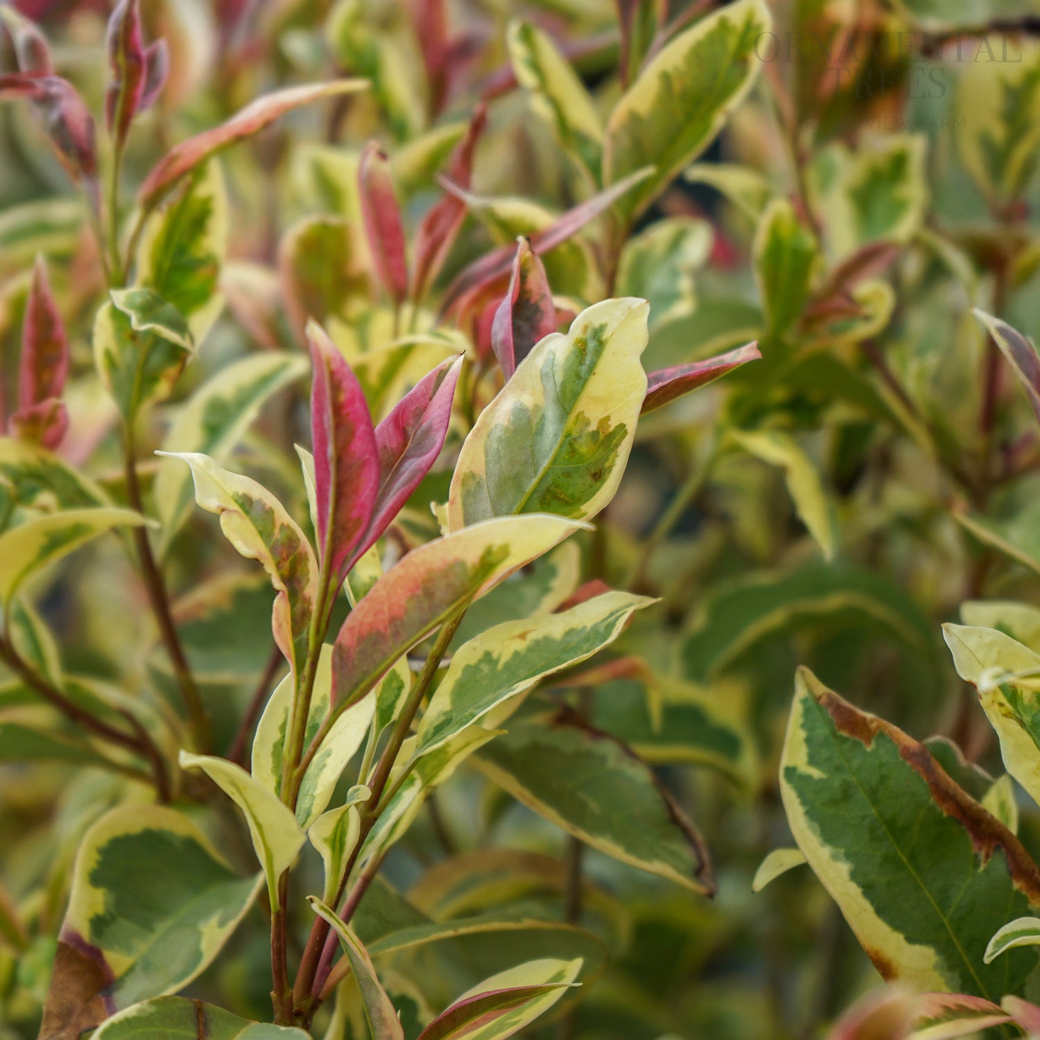 Ligustrum Japonicum Excelsum Superbum Privet Ornamental Trees Ligustrum Japonicum Excelsum Superbum Privet Ornamental Trees