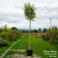 Ligustrum Japonicum, mature tree
