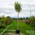 Clear stem 220cm, 300-350cm height, 10-12cm girth, 35L pot