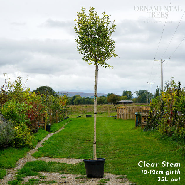 Ligustrum Japonicum, mature tree