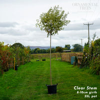 Ligustrum japonicum 'Excelsum Superbum'