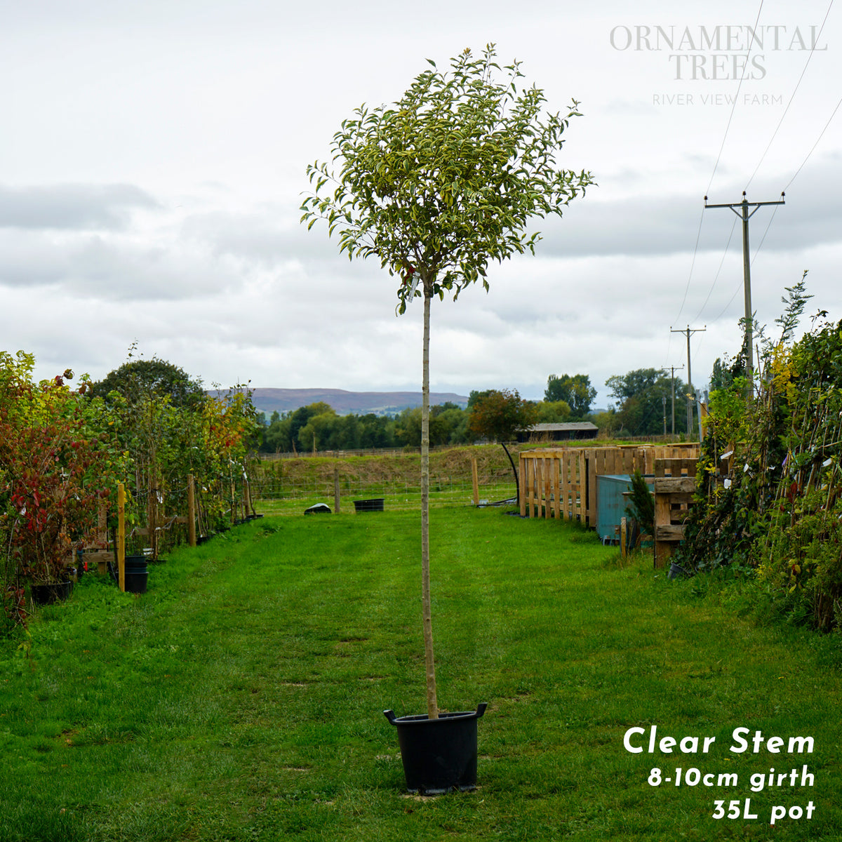 Ligustrum japonicum 'Excelsum Superbum'