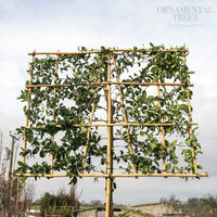 Japanese Privet Pleached Tree