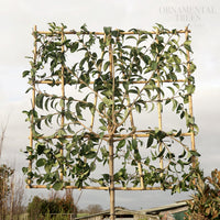 Pleached Japanese privet Tree