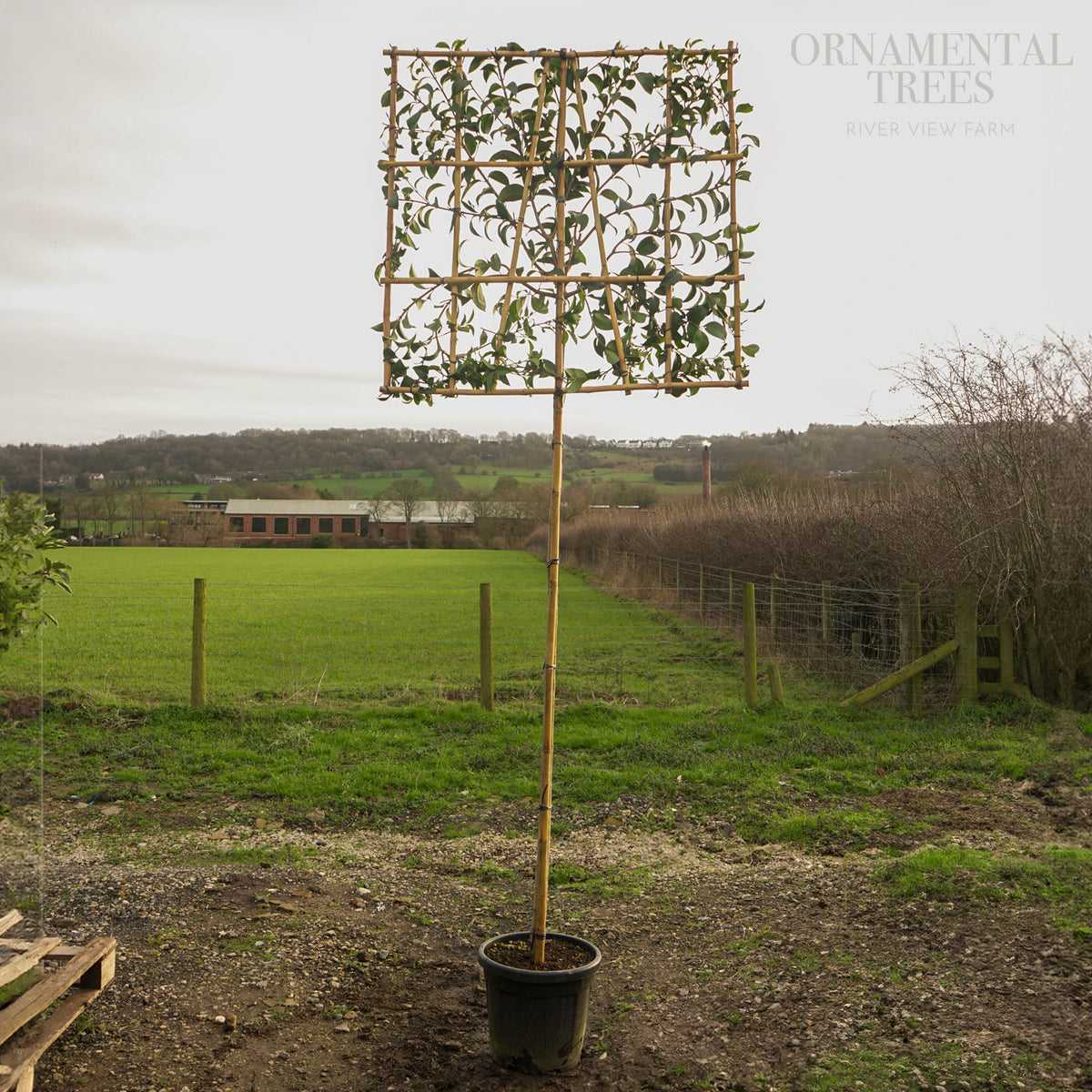 Pleached Japanese Privet | Ligustrum japonicum | Ornamental Trees