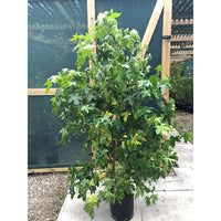 Liquidambar styraciflua Sweet Gum tree clump