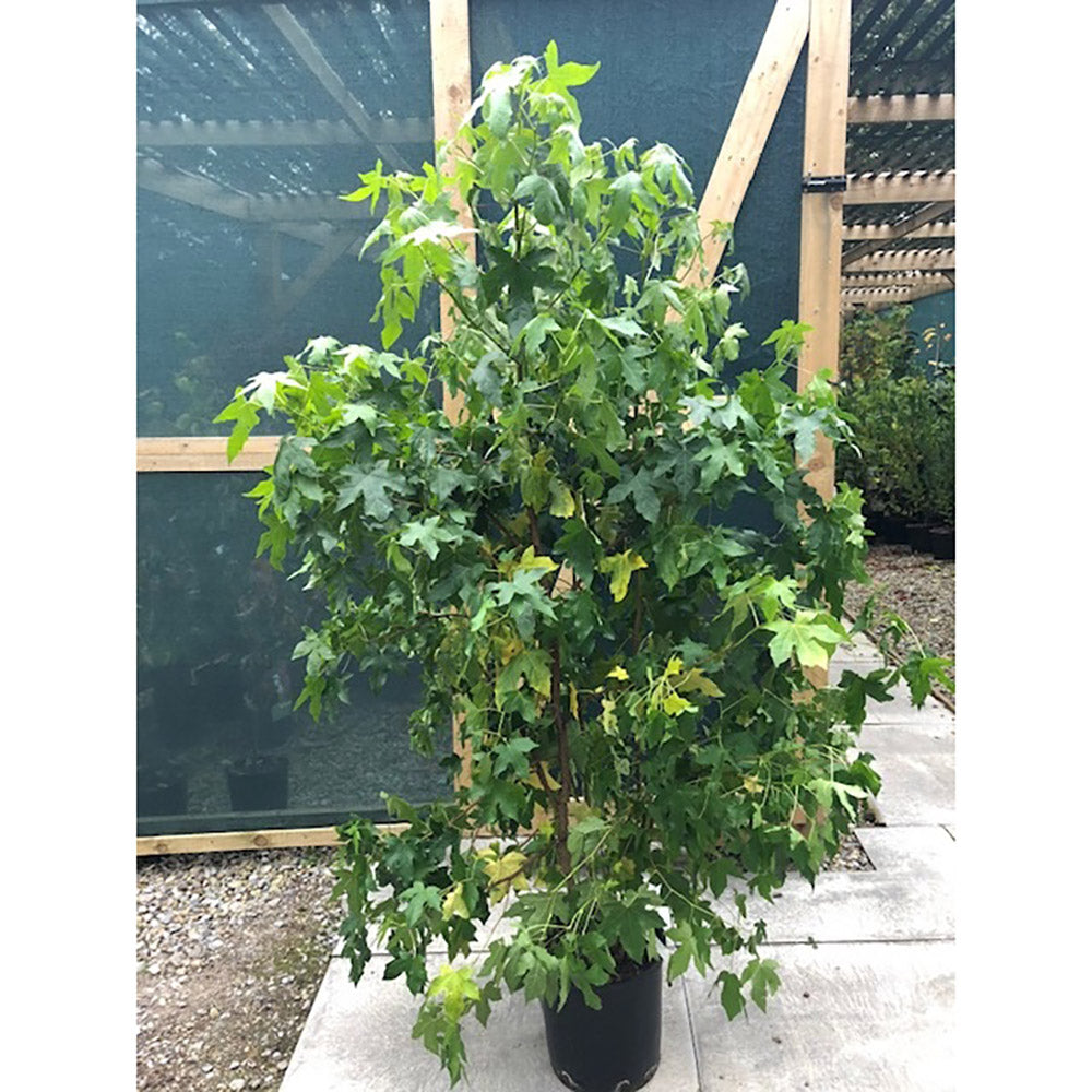 Liquidambar styraciflua Sweet Gum tree clump