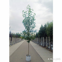 Liquidambar Worplesdon 8-10cm girth mature Sweet Gum tree