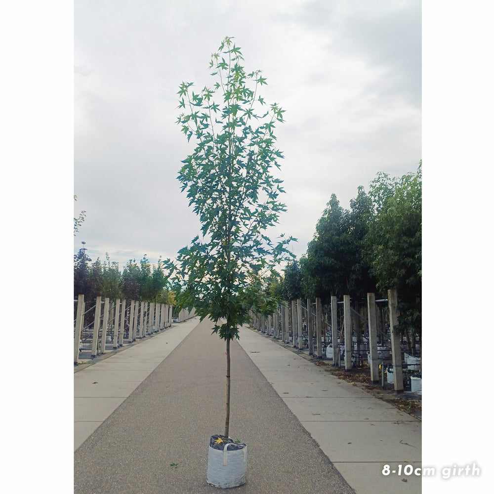 Liquidambar Worplesdon 8-10cm girth mature Sweet Gum tree