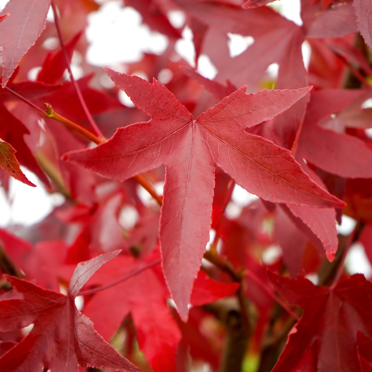 Liquidambar worplesdon leaf