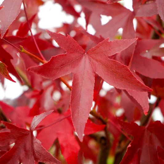 Liquidambar worplesdon leaf