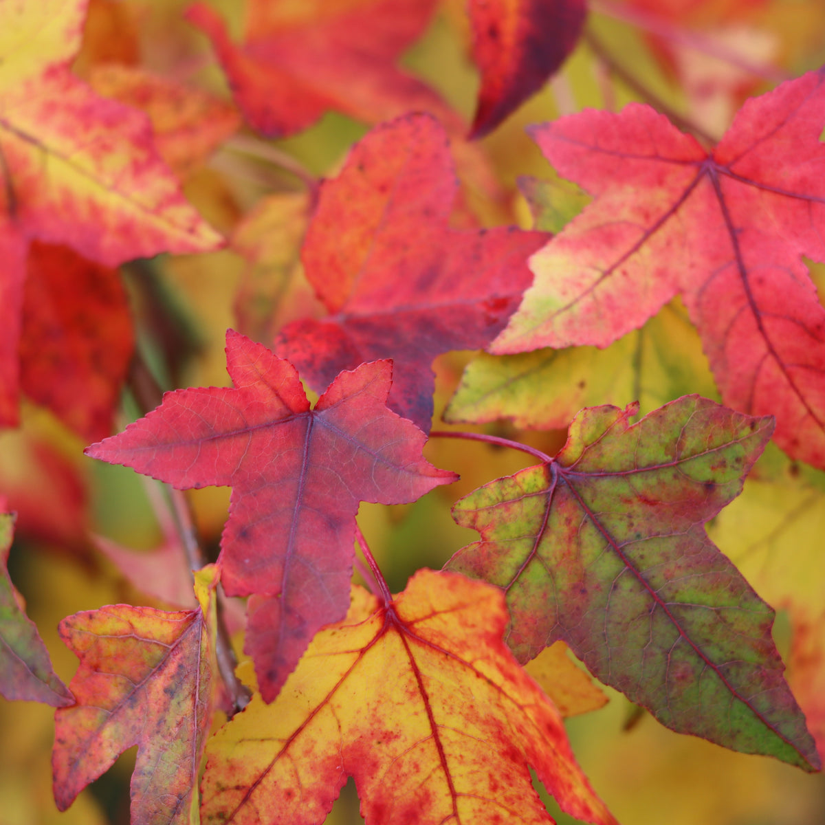 Pleached Liquidambar Trees | Sweet Gum Hedging | Ornamental Trees