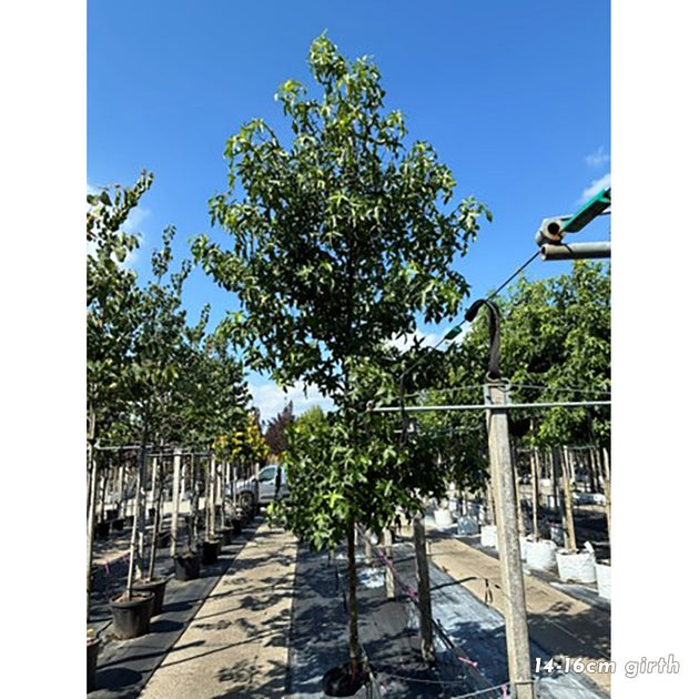 Liquidambar styraciflua mature sweet gum tree with 14-16cmg