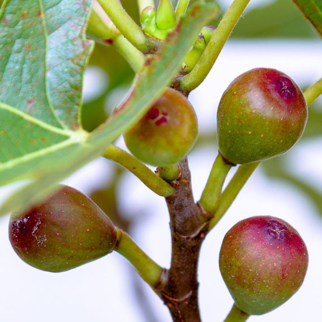 Little Miss Figgy Fig Bush | Dwarf Ficus | Ornamental Trees