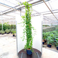 3 canes, 200-250cm, 20L