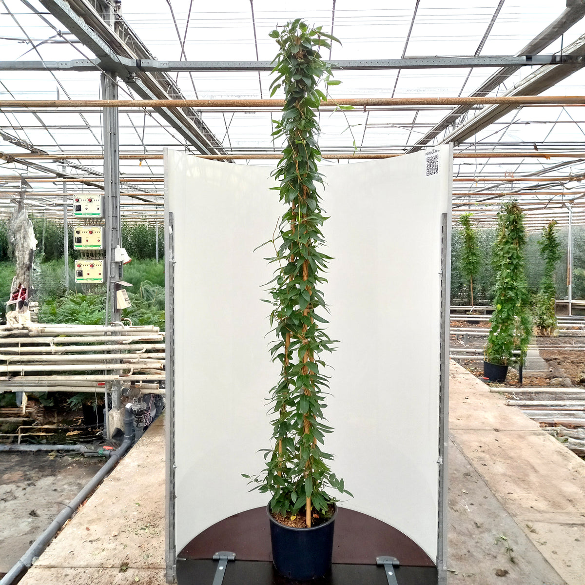 Lonicera henryi Henrys Honeysuckle | Ornamental Trees