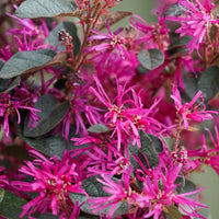 Loropetalum Chinese Fede flowers