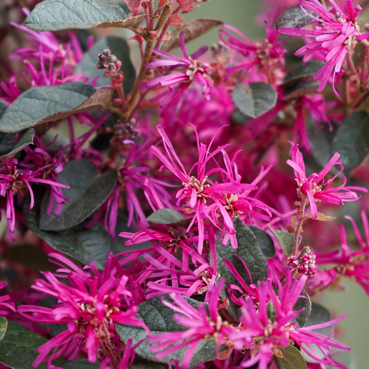 Loropetalum Chinese Fede flowers
