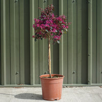 Loropetalum Chinese Fede 1/4 standard