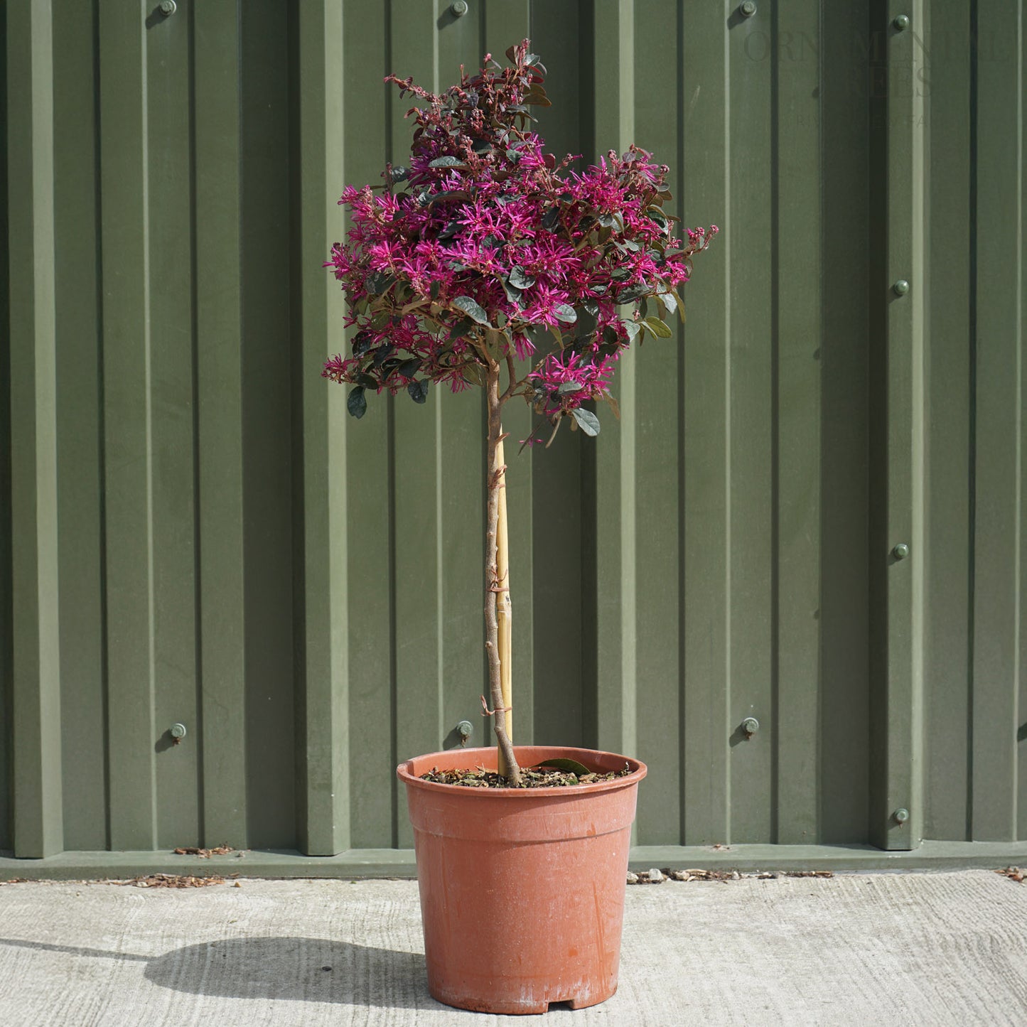 Loropetalum Chinese Fede 1/4 standard
