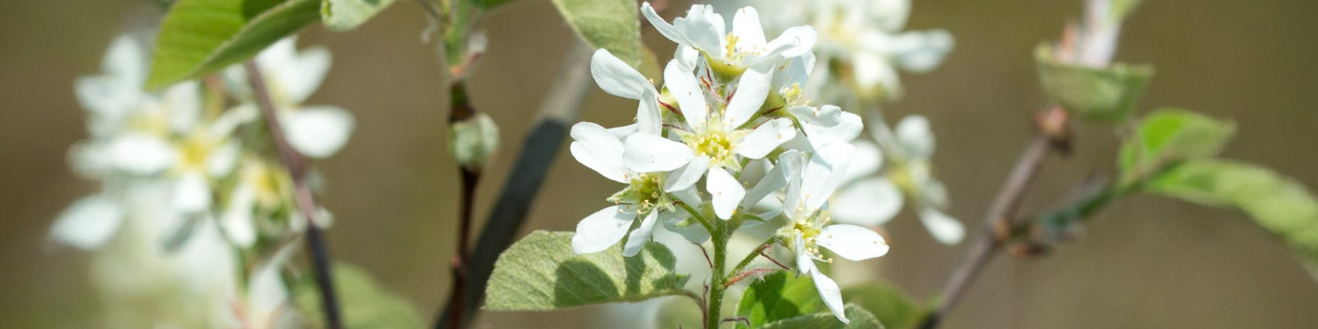 Mature Flowering Amelanchier tree