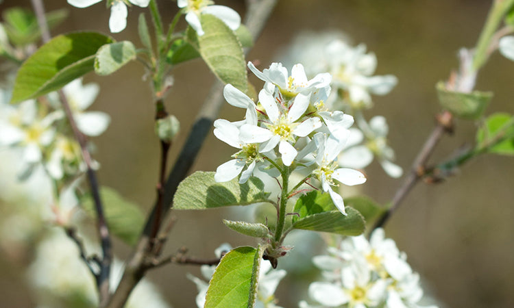 Mature Flowering Amelanchier tree