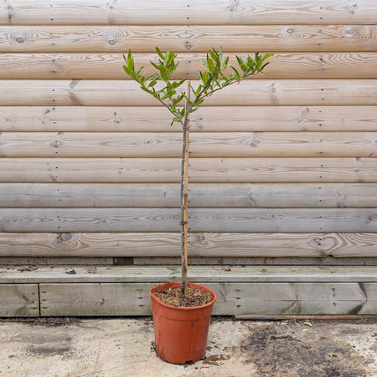 Magnolia stellata 1/4 standard tree in pot
